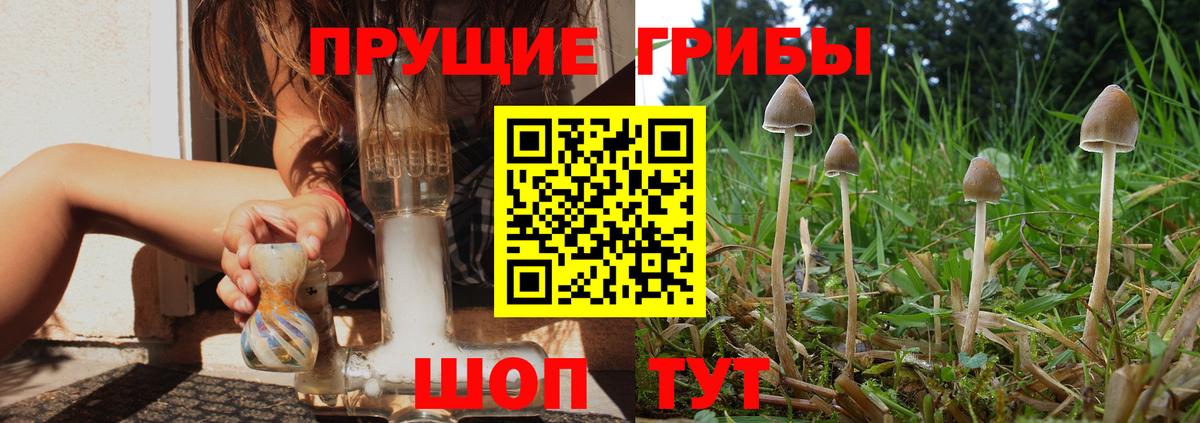 Галлюциногенные грибы Psilocybe  Галлюциногенные грибы прущие грибы  Мончегорск  Вход с VPN 